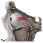 Lateral rectus muscle
