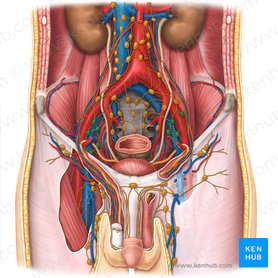 External iliac lymph nodes (Nodi lymphoidei iliaci externi); Image: Esther Gollan