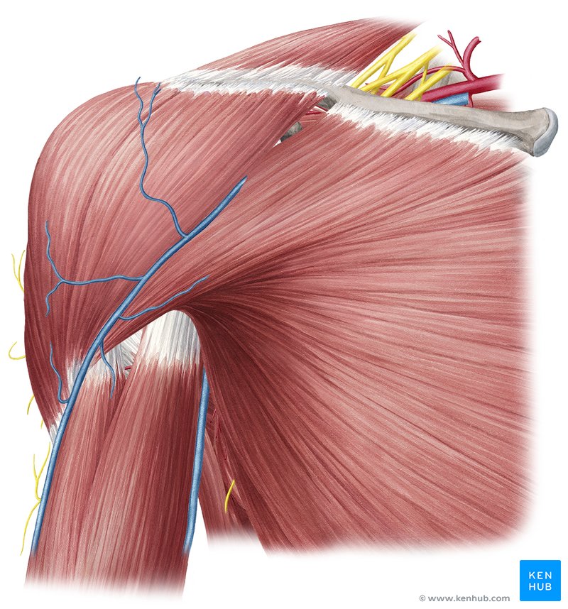 Pectoralis Major анатомия