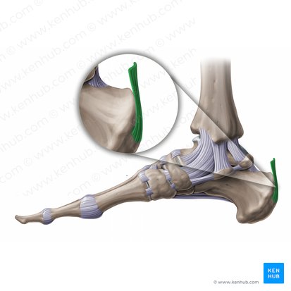 Calcaneal tendon (Tendo calcaneus); Image: Paul Kim