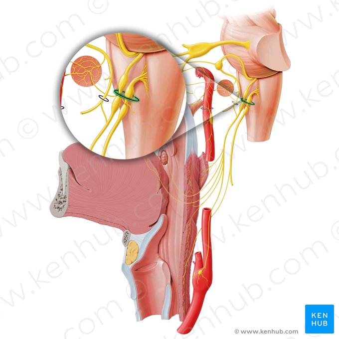 Foramen yugular (Foramen jugulare); Imagen: Paul Kim