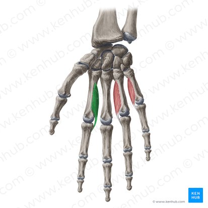 Musculus interosseus palmaris 1 (1. hohlhandseitiger Zwischenknochenmuskel); Bild: Yousun Koh
