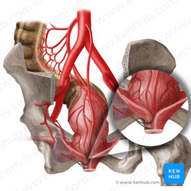 Arteria anorectalis inferior (Untere Mastdarmarterie); Bild: Begoña Rodriguez
