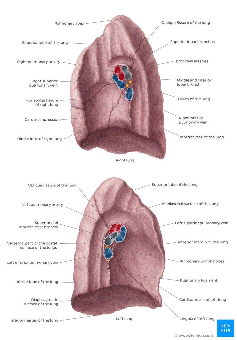 Medial view of the lungs