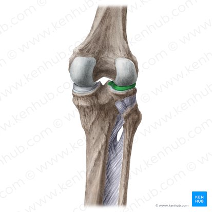 Meniscus lateralis (Außenmeniskus); Bild: Liene Znotina