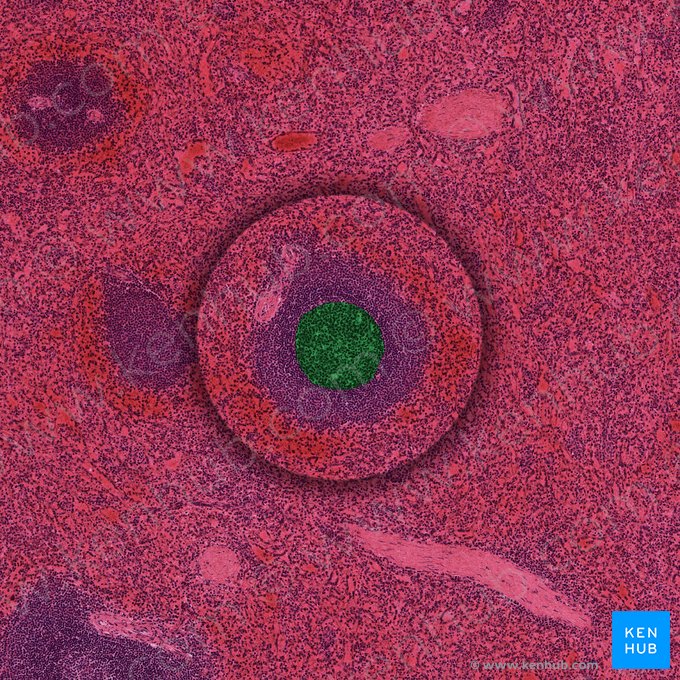 Centre germinatif (Centrum germinalis); Image : 