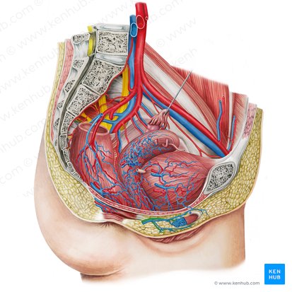 Arteria pudenda interna (Innere Schamarterie); Bild: Irina Münstermann