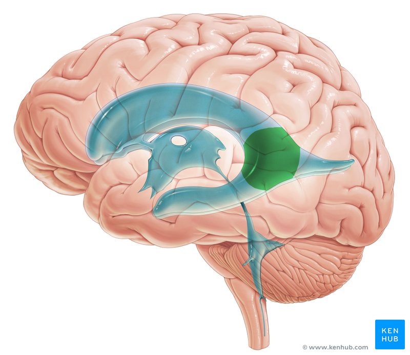 Trigone of the lateral ventricle