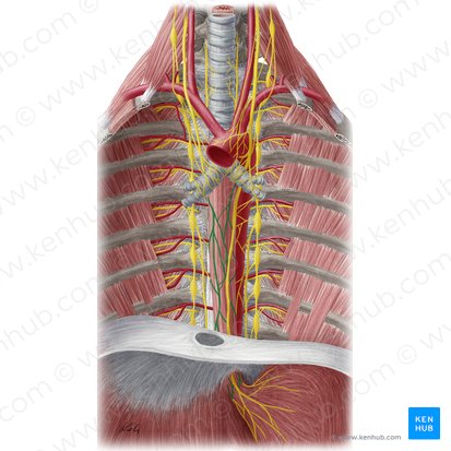 Plexus oesophageus (Speiseröhrengeflecht); Bild: Yousun Koh