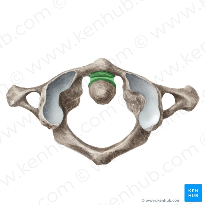 Articulación atlantoaxoidea media (Articulatio atlantoaxialis mediana); Imagen: Yousun Koh