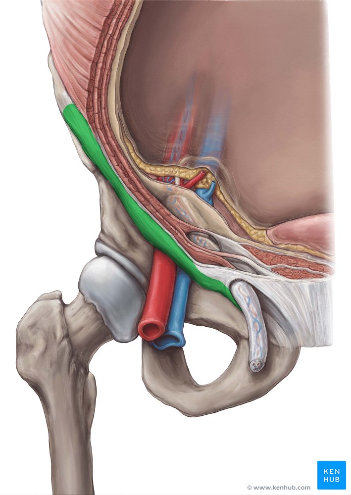 Inguinal ligament (Ligamentum inguinale)