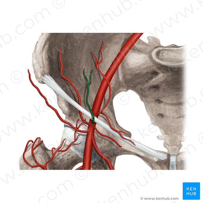 Arteria epigástrica superficial (Arteria epigastrica superficialis); Imagen: Rebecca Betts