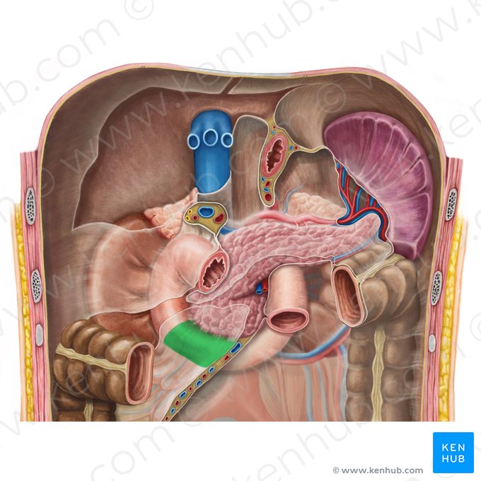 Horizontal part of duodenum (Pars horizontalis duodeni); Image: Irina Münstermann