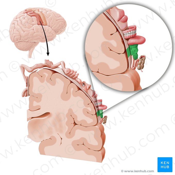 Córtex sensorial da laringe (Cortex sensorius laryngis); Imagem: Paul Kim