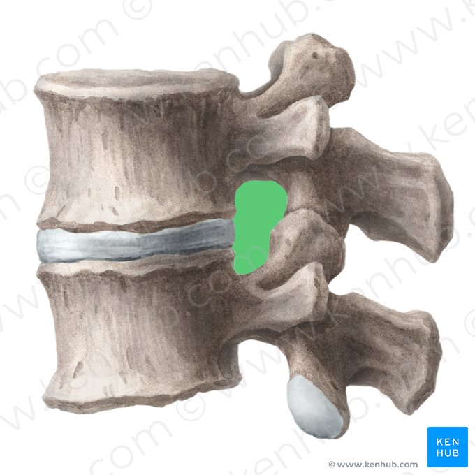 Foramen intervertébral (Foramen intervertebrale); Image : Liene Znotina