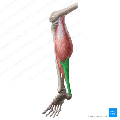 Calcaneal tendon (Tendo calcaneus); Image: Liene Znotina