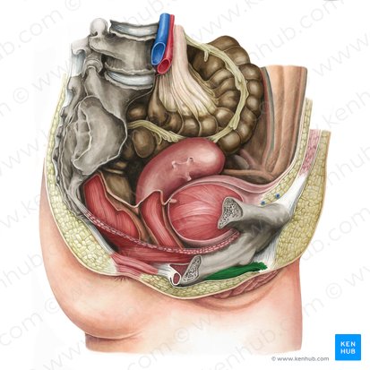 Ischiocavernosus muscle (female) (Musculus ischiocavernosus (femininus)); Image: Irina Münstermann