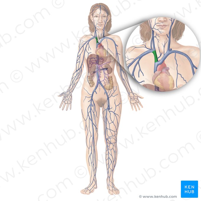 Vena braquiocefálica derecha (Vena brachiocephalica dextra); Imagen: Begoña Rodriguez