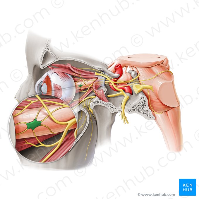 Ganglion ciliaire (Ganglion ciliare); Image : Paul Kim