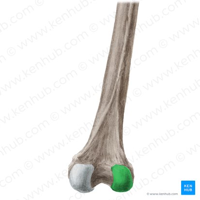 Lateral condyle of femur (Condylus lateralis ossis femoris); Image: Liene Znotina
