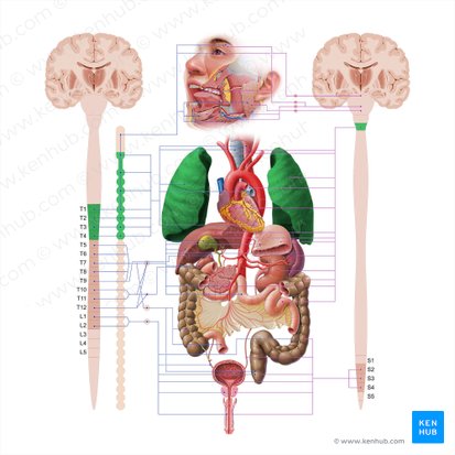Sistemas del cuerpo humano: Órganos y funciones | Kenhub