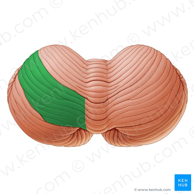 Posterior quadrangular lobule of cerebellum (Lobulus quadrangularis posterior cerebelli); Image: Paul Kim