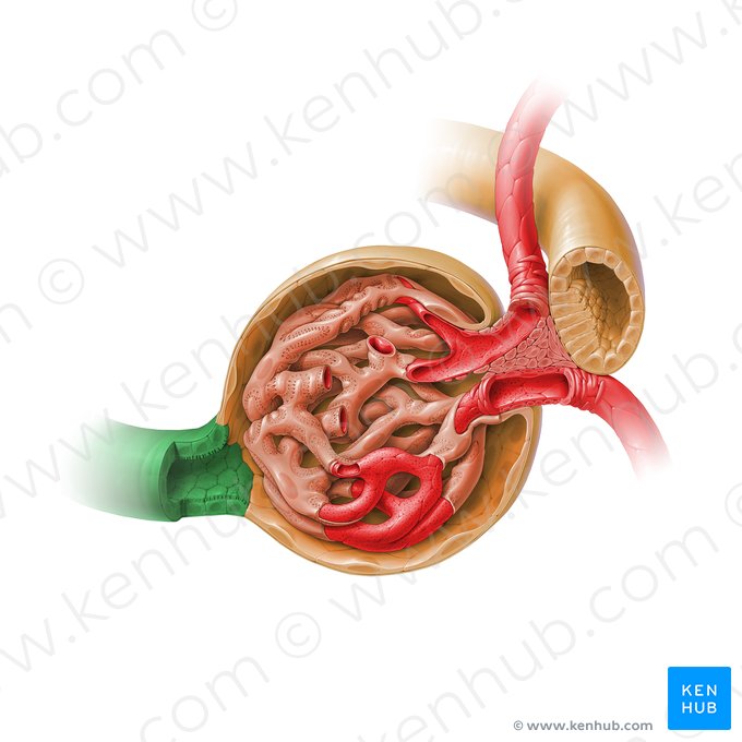 Túbulo contorcido proximal (Pars convoluta tubuli proximalis); Imagem: Paul Kim