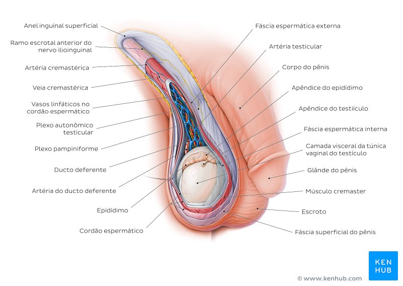 Anatomia do escroto e do funículo espermático