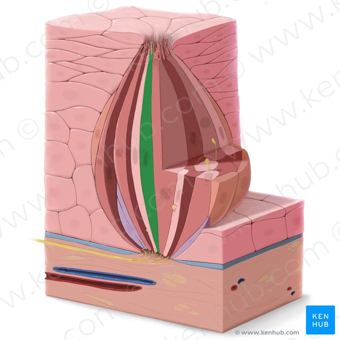 Epitheliocytus sensorius gustatorius typi I (Typ I-Geschmackssinneszelle); Bild: Tal Bavli Ziv