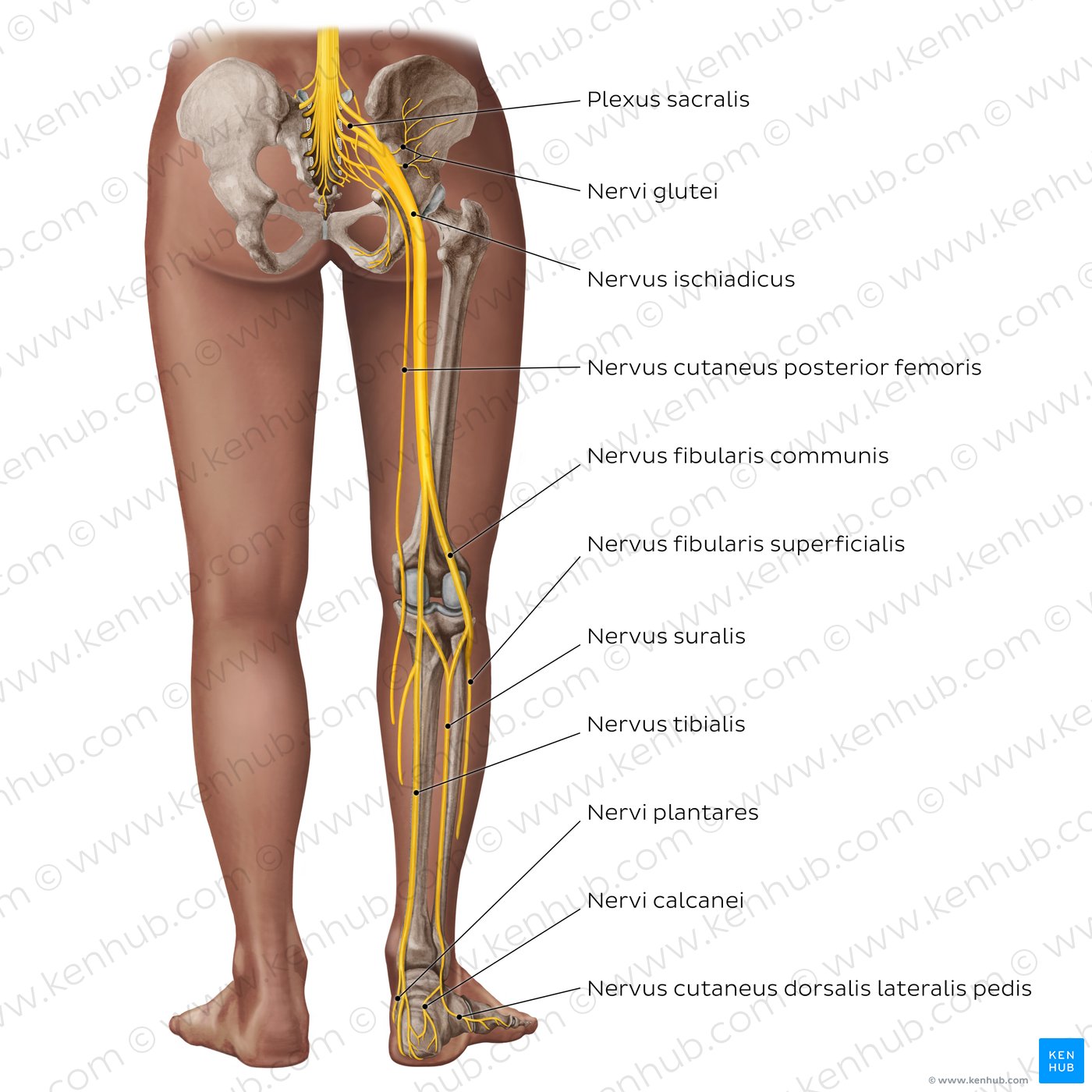 Hauptnerven der unteren Extremität - posterior