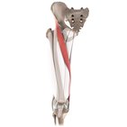 Sartorius muscle (3D)