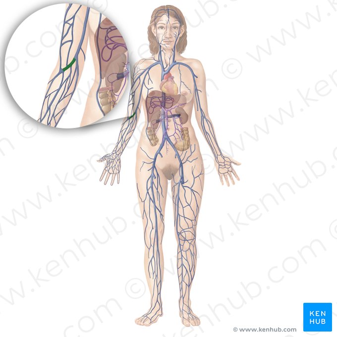 Vena mediana cubital (Vena mediana cubiti); Imagen: Begoña Rodriguez