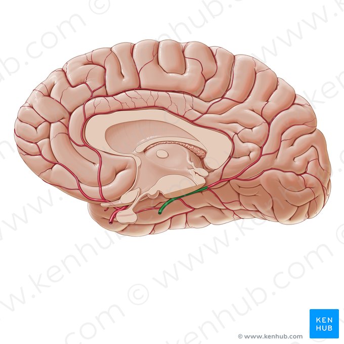 Posterior cerebral artery (Arteria posterior cerebri); Image: Paul Kim