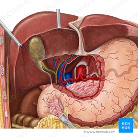 Gastroduodenal artery (Arteria gastroduodenalis); Image: Irina Münstermann
