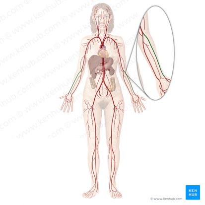 Arteria radial (Arteria radialis); Imagen: Begoña Rodriguez