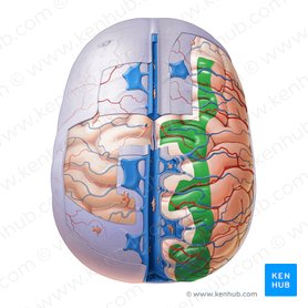 Meninges: Dura, arachnoid, pia, meningeal spaces | Kenhub