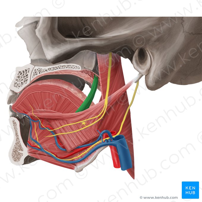 Palatoglossus muscle (Musculus palatoglossus); Image: Begoña Rodriguez