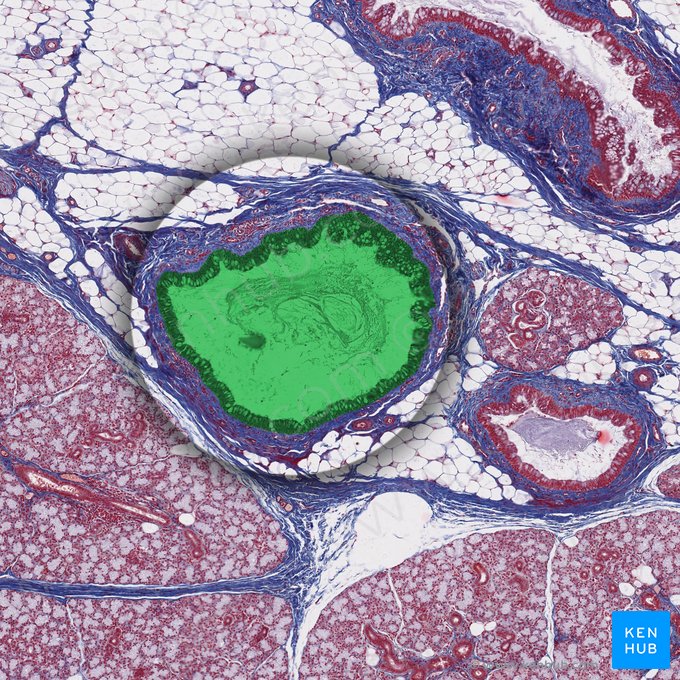 Salivary duct; Image: 