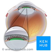 Pupil: anatomy structure and function Kenhub