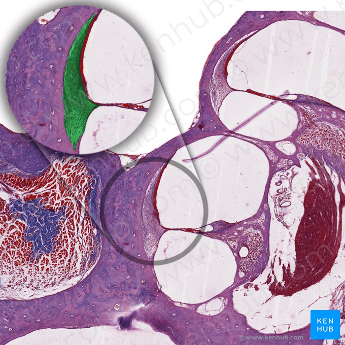 Ligamento espiral do ducto coclear (Ligamentum spirale ductus cochlearis); Imagem: 