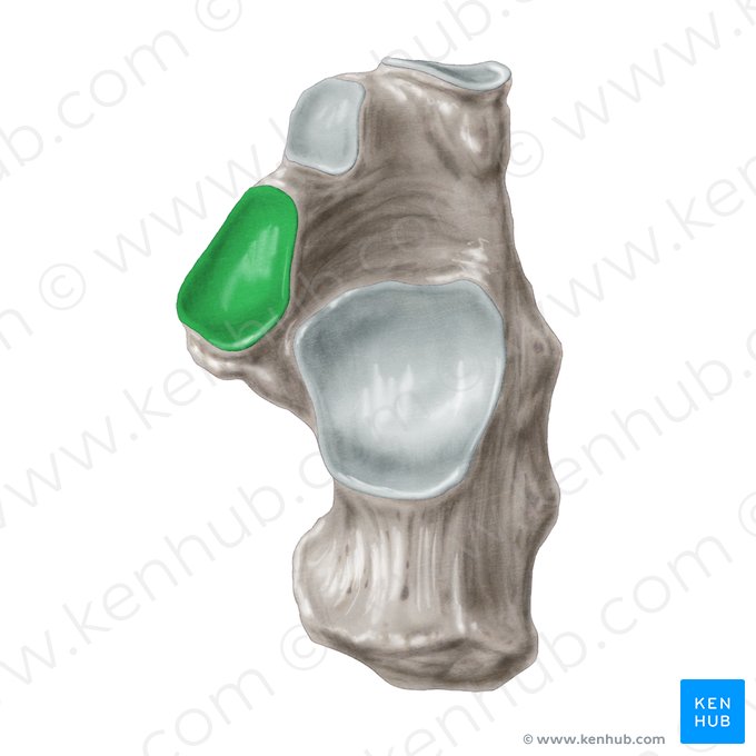 Surface articulaire talaire moyenne du calcanéus (Facies articularis talaris media calcanei); Image : Samantha Zimmerman