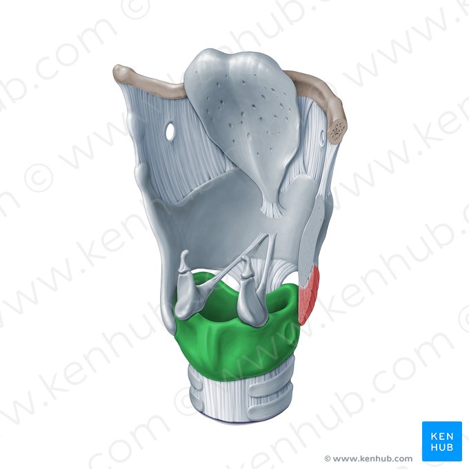 Cricoid cartilage (Cartilago cricoidea); Image: Paul Kim