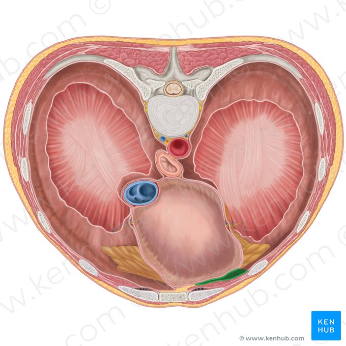 Recesso costomediastinal esquerdo (Recessus costomediastinalis sinister); Imagem: Brendon Farley