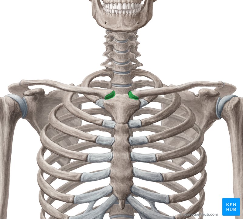 Sternoclavicular joint (Articulatio sternoclavicularis)