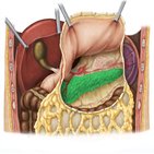 Anatomie du pancréas 