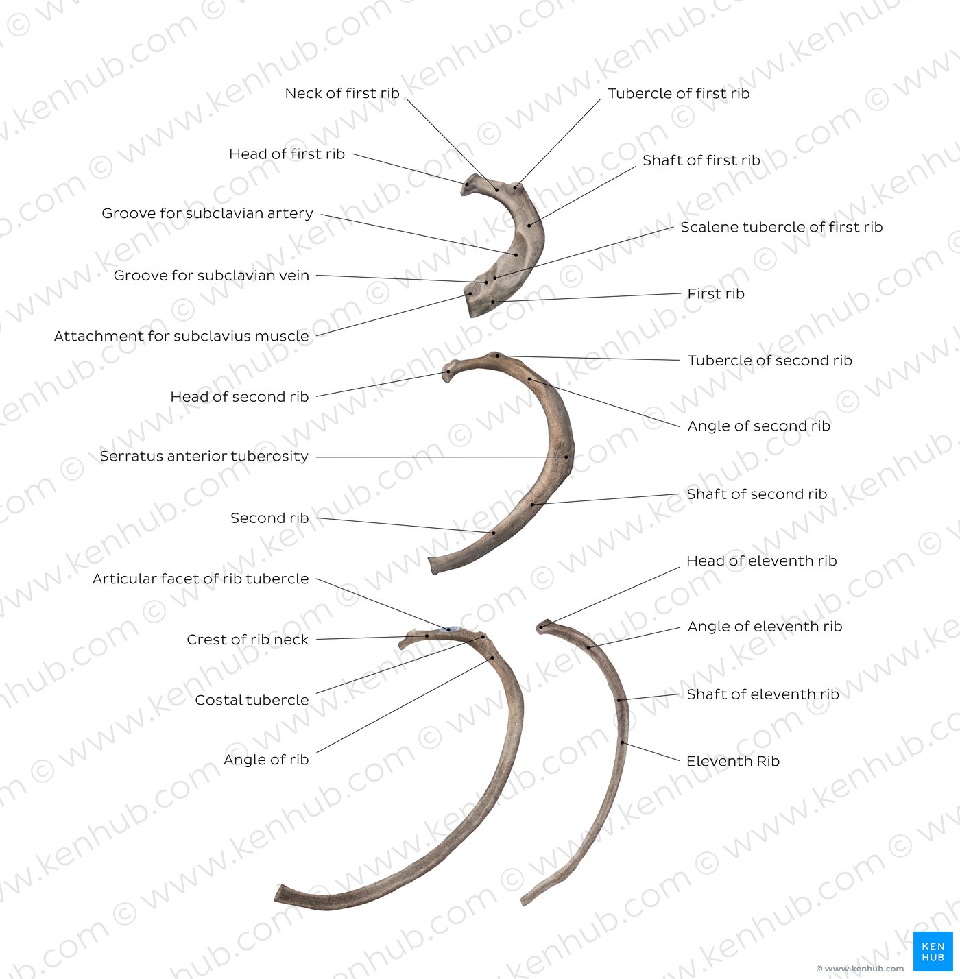 Ribs Anatomy, ligaments and clinical notes Kenhub