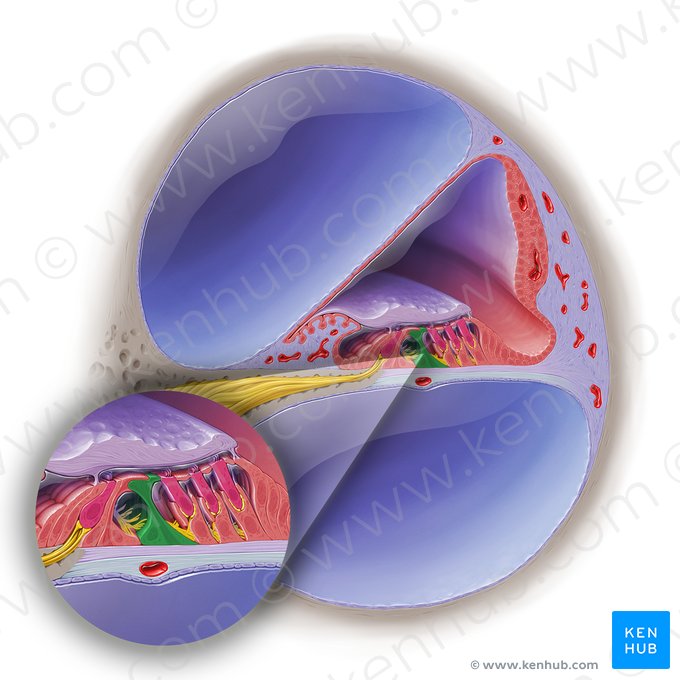 Célula do pilar externo do órgão espiral (Epitheliocytus externus pilae ductus cochlearis); Imagem: Paul Kim