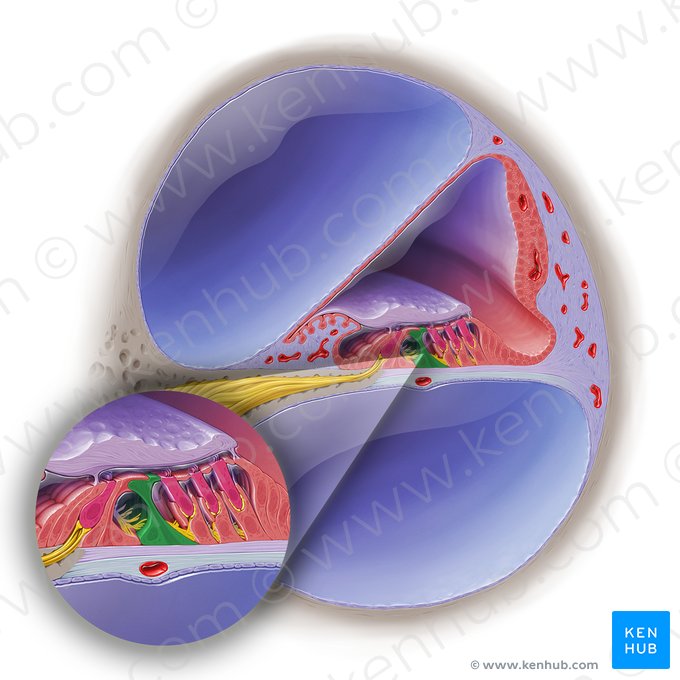 Célula del pilar externo del órgano espiral (Epitheliocytus externus pilae ductus cochlearis); Imagen: Paul Kim