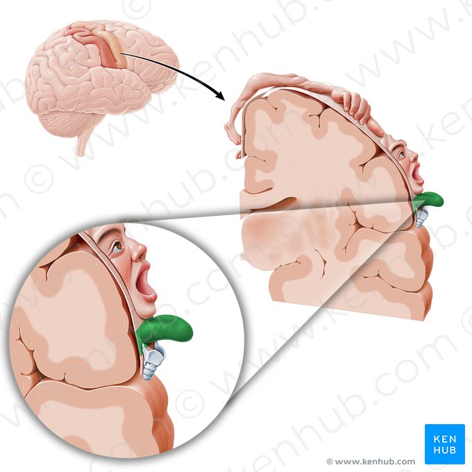 Corteza motora de la lengua (Cortex motorius linguae); Imagen: Paul Kim
