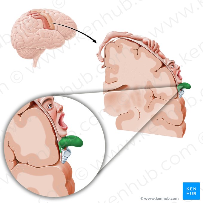 Motor cortex of tongue (Cortex motorius linguae); Image: Paul Kim